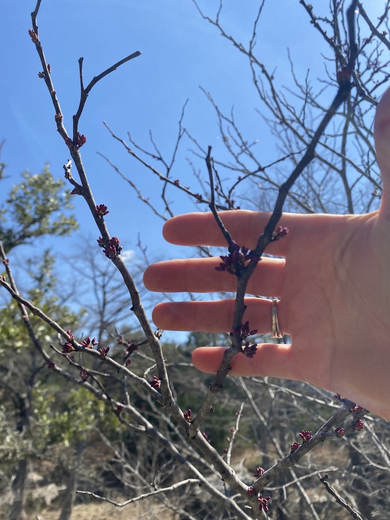 Cercis canadensis subsp. texensis photo 4