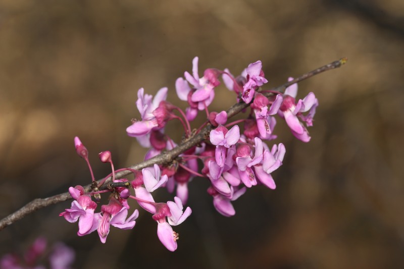 Cercis canadensis subsp. texensis photo 5