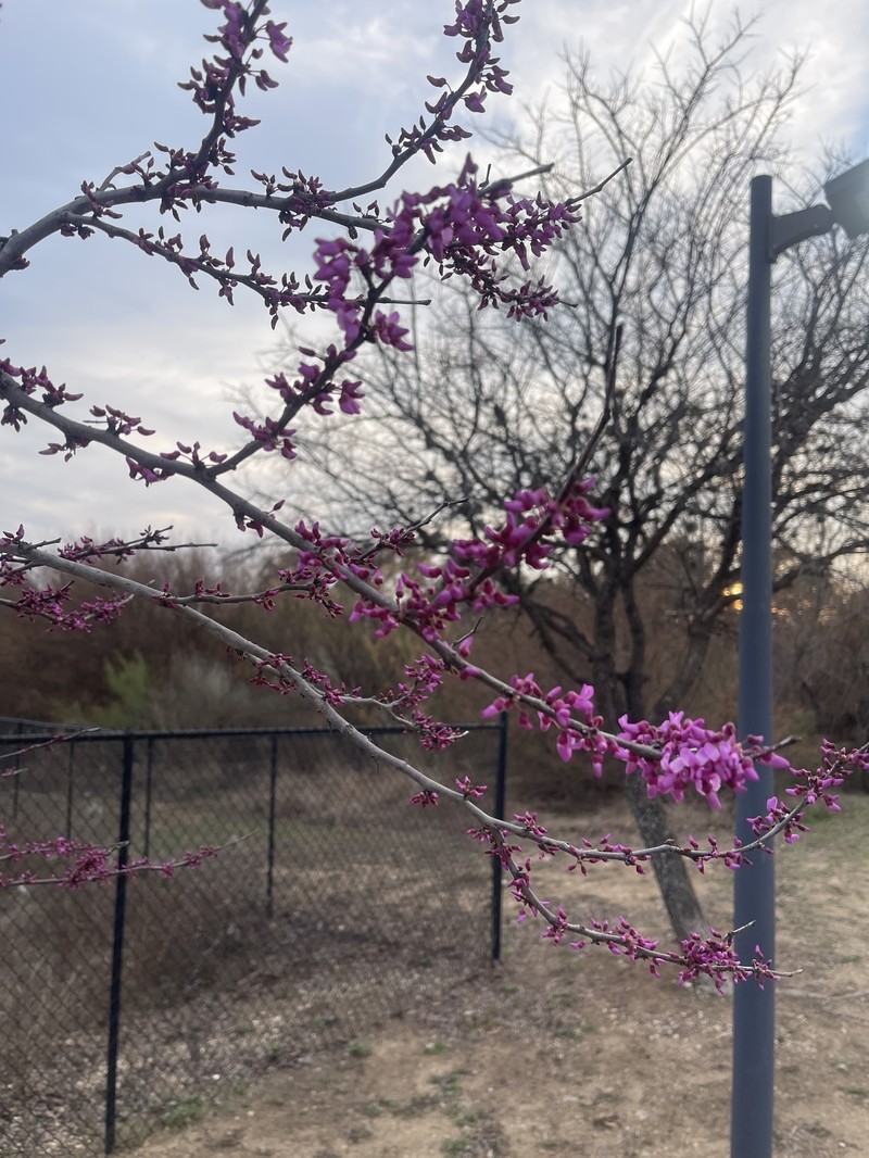 Cercis canadensis subsp. texensis photo 6