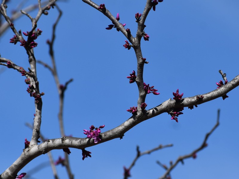 Cercis canadensis subsp. texensis photo 7