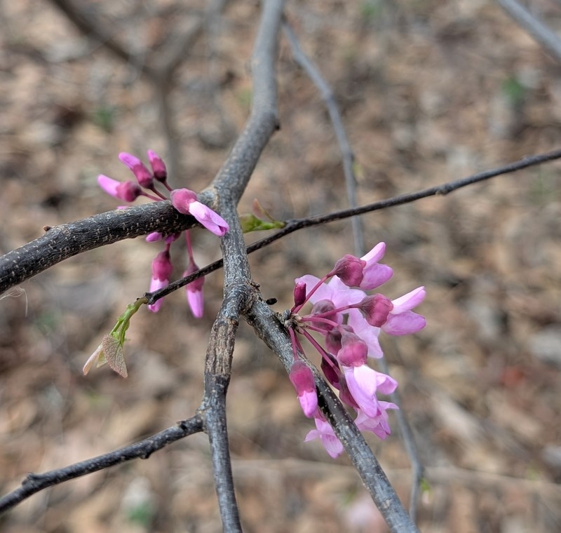 Cercis canadensis subsp. texensis photo 8