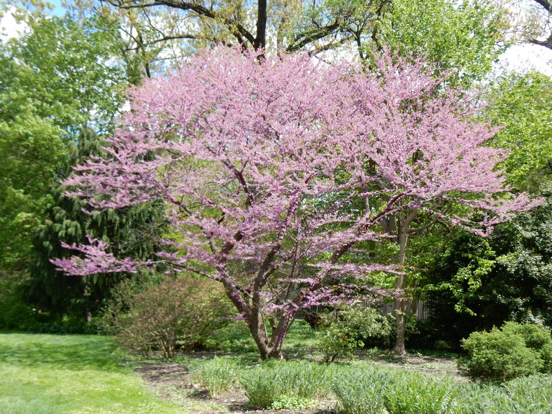 Cercis chinensis photo 2
