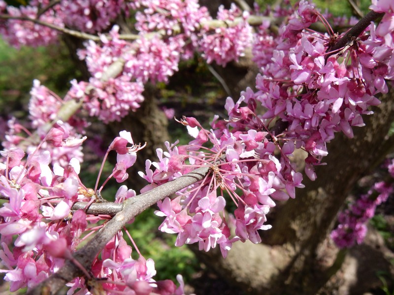 Cercis chinensis photo 3
