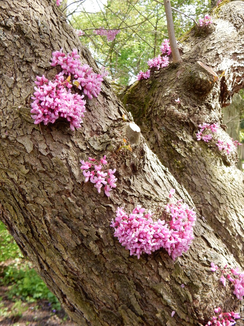 Cercis chinensis photo 4