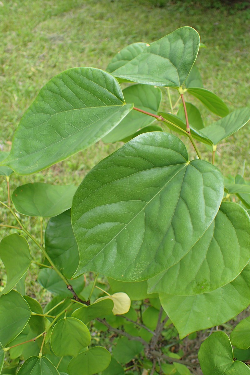 Cercis chinensis photo 5