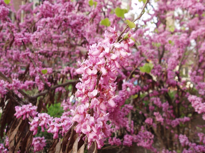 Cercis chinensis photo 6