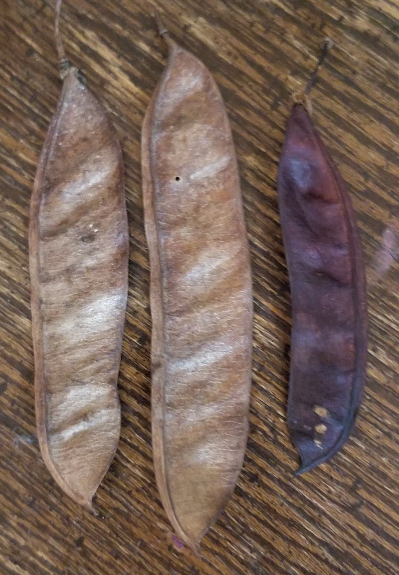 Cercis chinensis photo 7