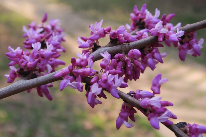 Cercis chingii