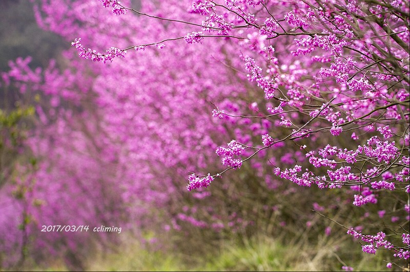 Cercis chingii photo 2