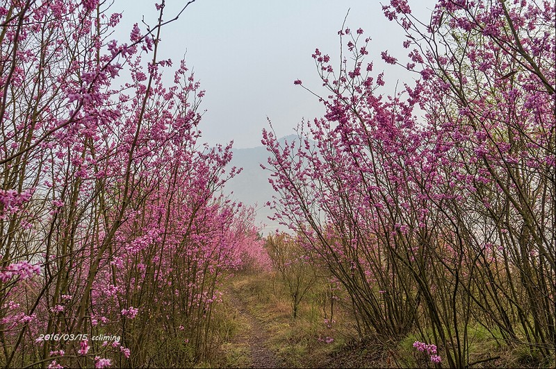 Cercis chingii photo 3