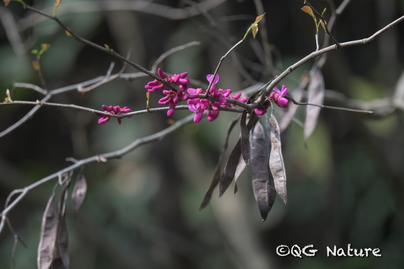 Cercis chingii photo 4