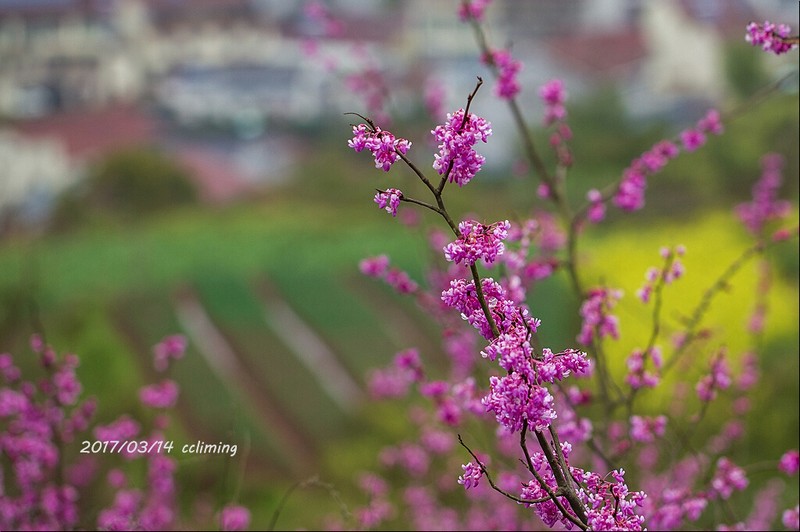 Cercis chingii photo 5