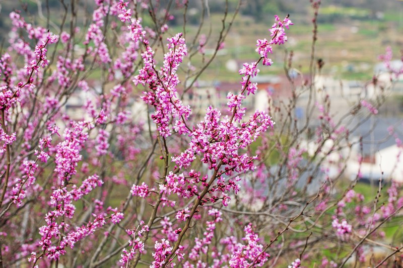 Cercis chingii photo 6