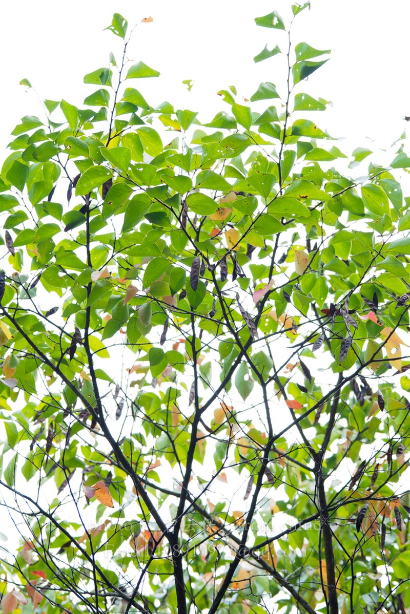 Cercis chuniana