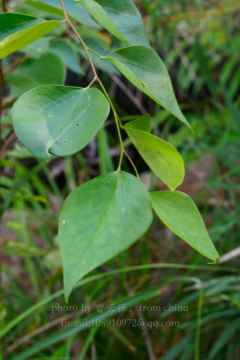 Cercis chuniana photo 2