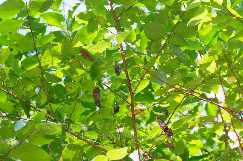 Cercis chuniana photo 3