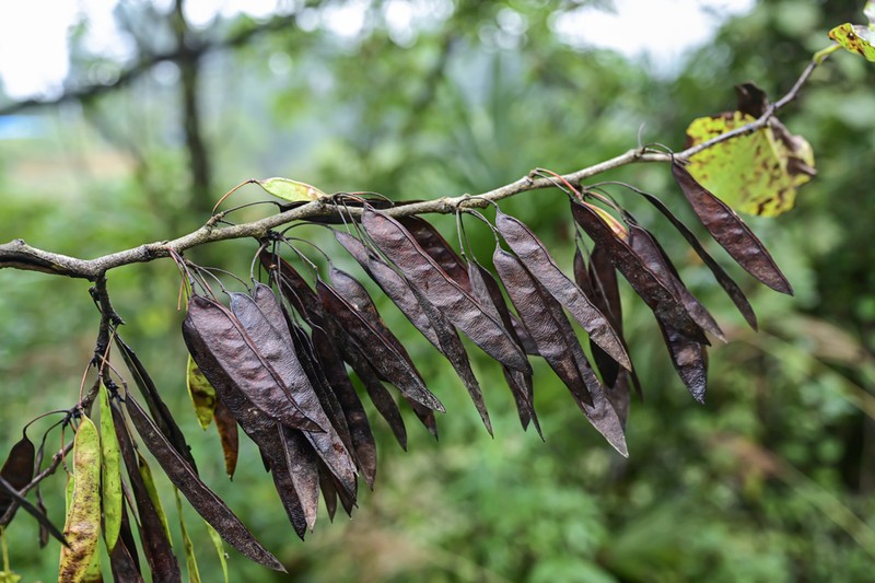 Cercis glabra