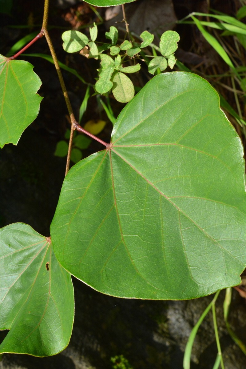 Cercis glabra photo 2