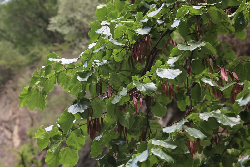Cercis glabra photo 3