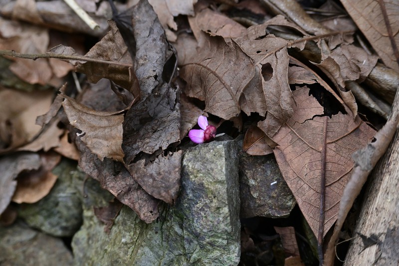 Cercis glabra photo 4