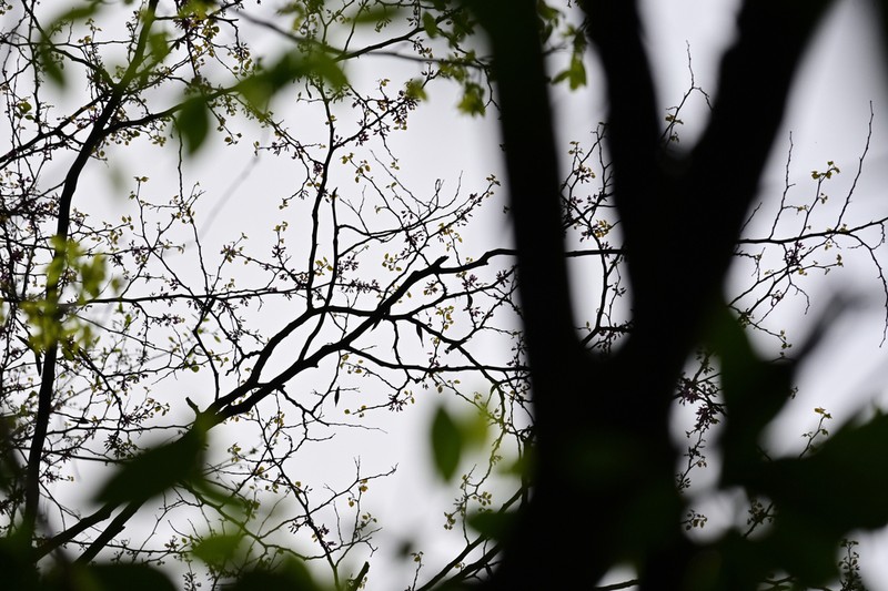 Cercis glabra photo 5