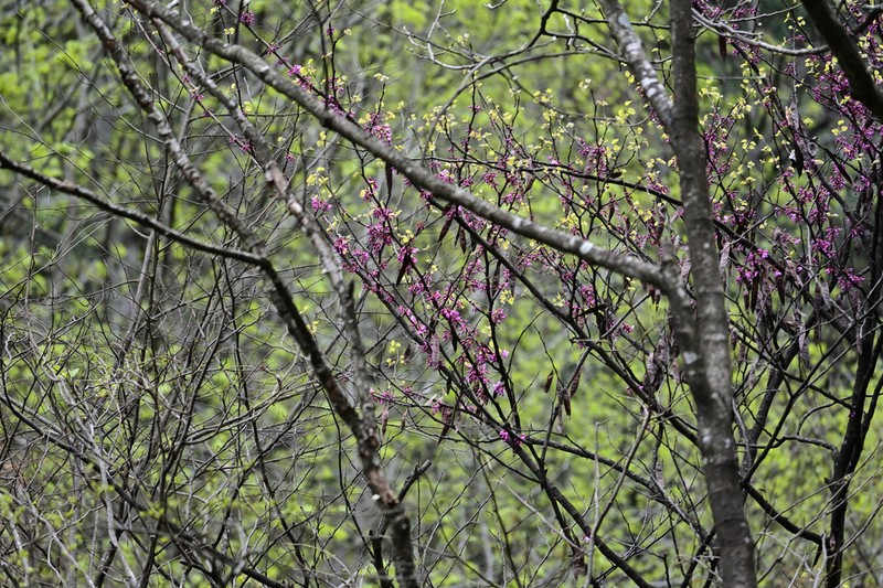 Cercis glabra photo 6