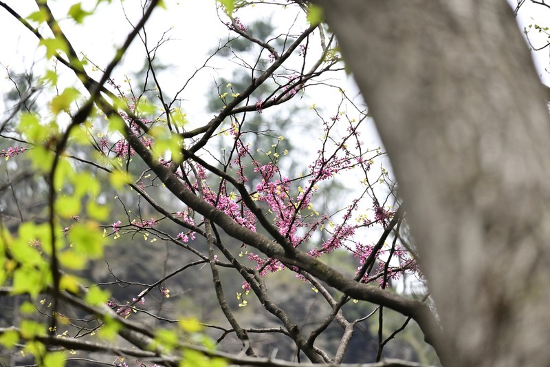 Cercis glabra photo 7