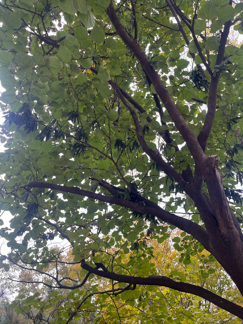 Cercis glabra photo 8