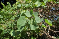 Cercis griffithii