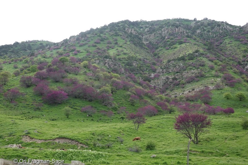 Cercis griffithii photo 2