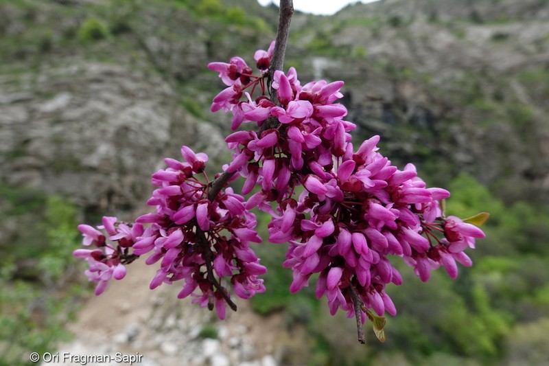 Cercis griffithii photo 3