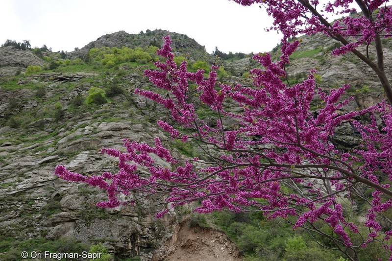 Cercis griffithii photo 4