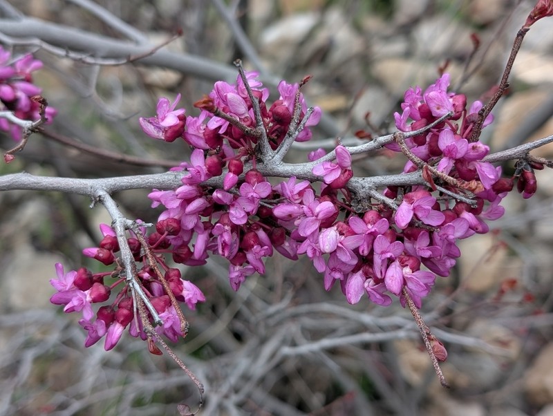 Cercis griffithii photo 5