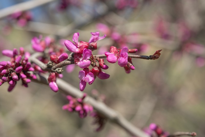 Cercis griffithii photo 6