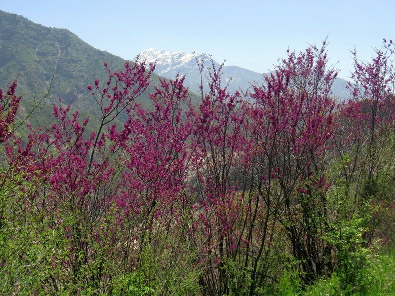 Cercis griffithii photo 7