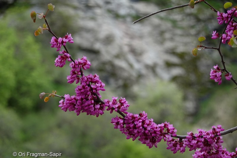 Cercis griffithii photo 8