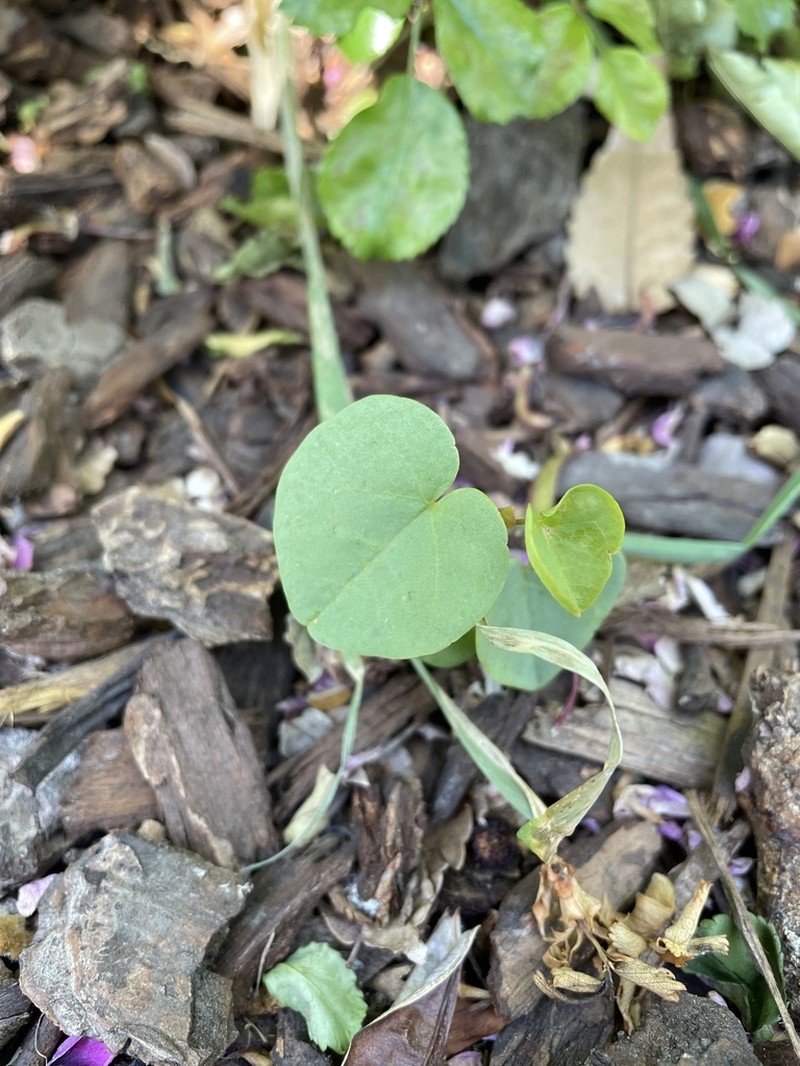 Cercis occidentalis photo 2
