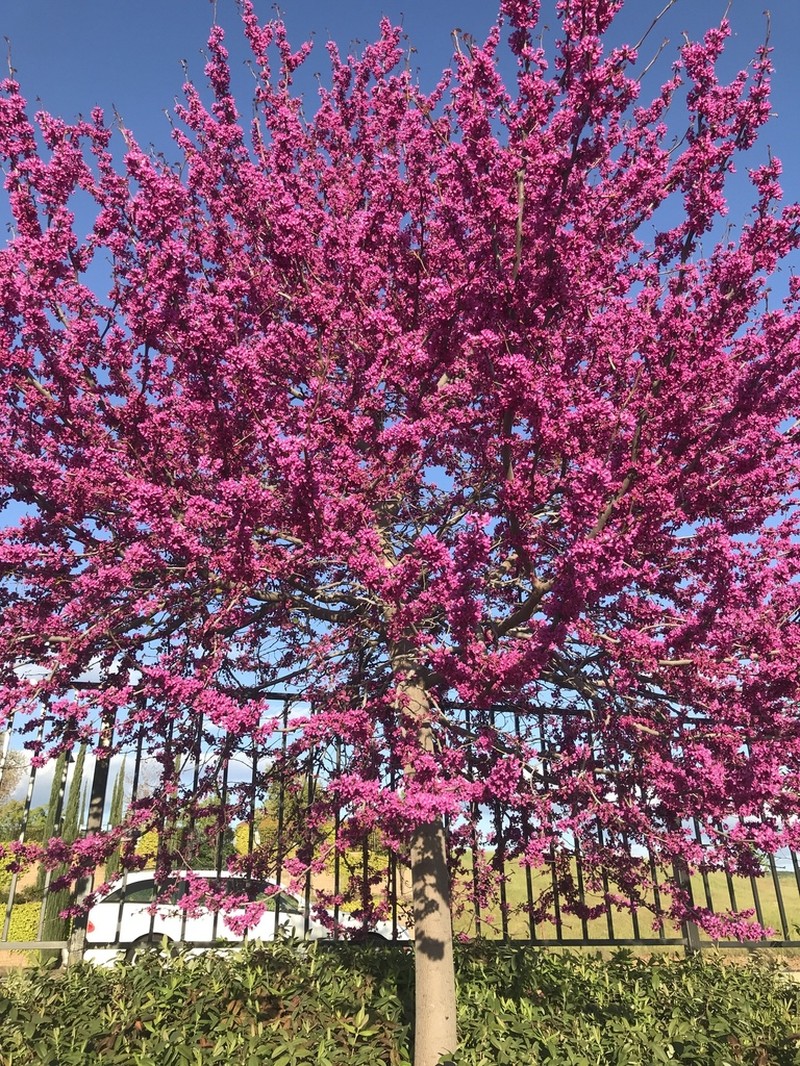 Cercis occidentalis photo 4