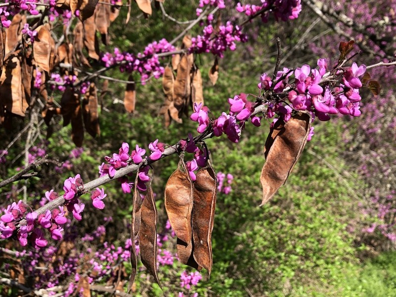 Cercis occidentalis photo 6