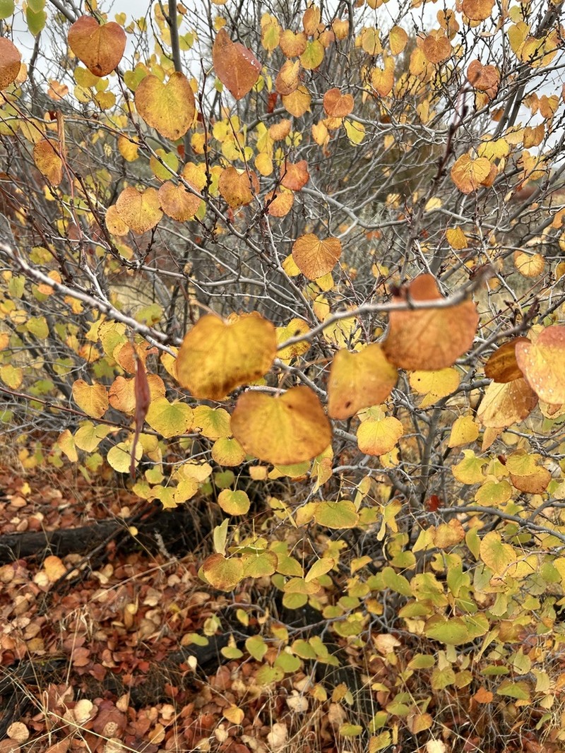 Cercis occidentalis photo 7