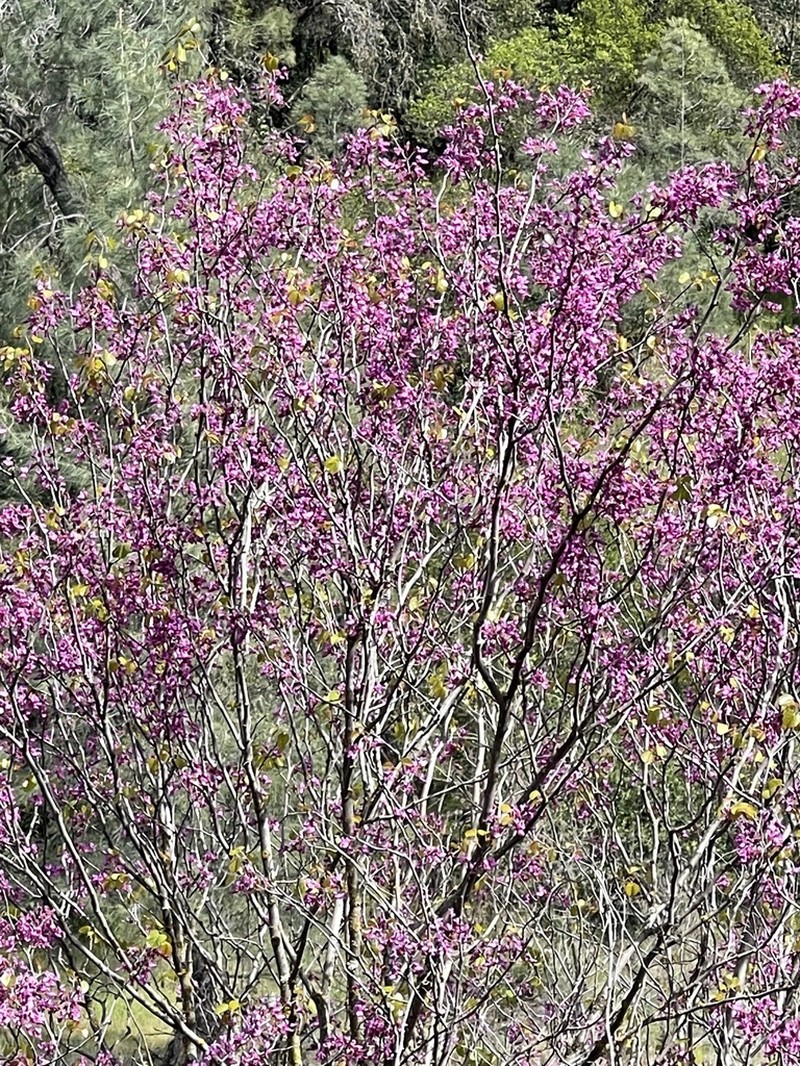 Cercis occidentalis photo 8