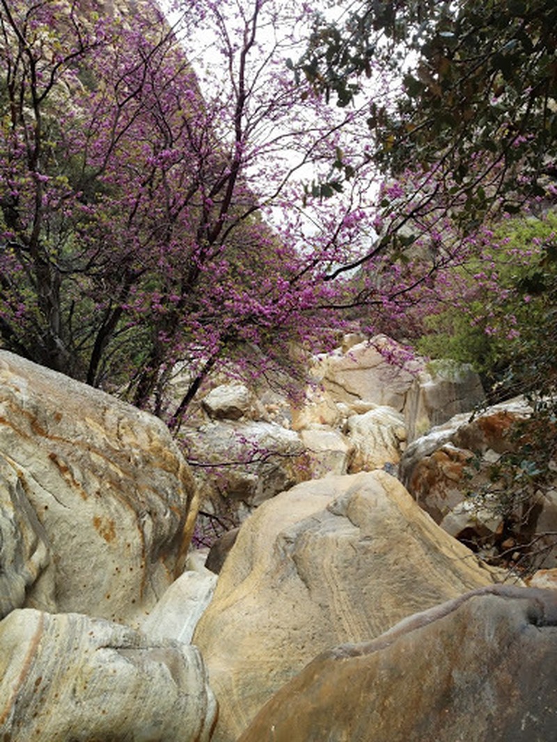 California Redbud