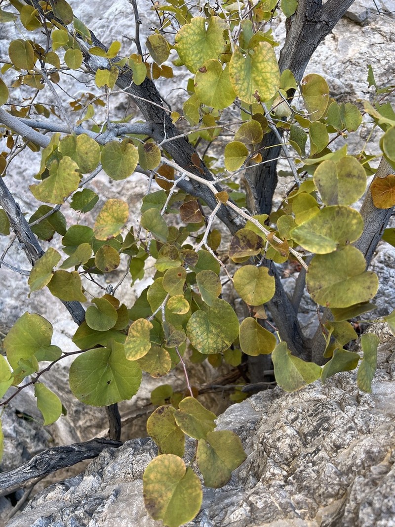 California Redbud photo 2