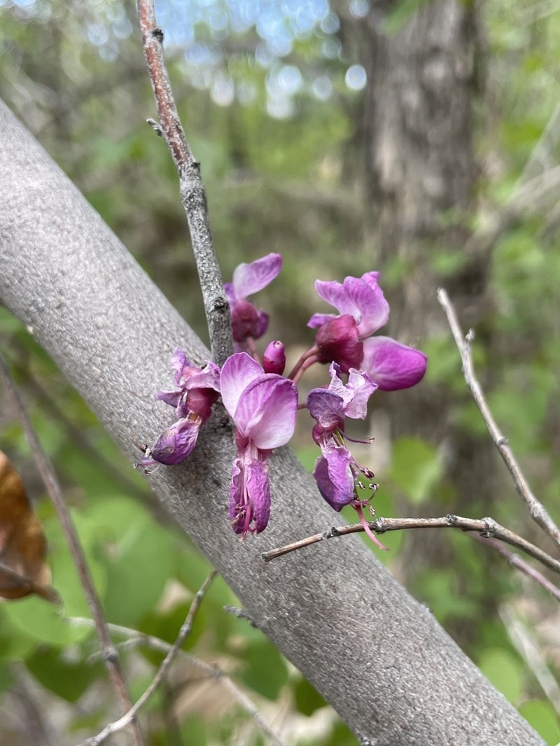 California Redbud photo 3