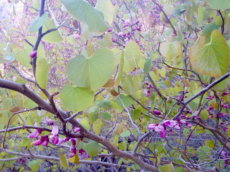 California Redbud photo 4