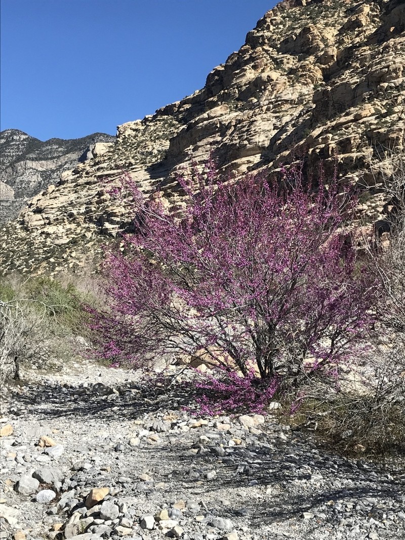 California Redbud photo 5