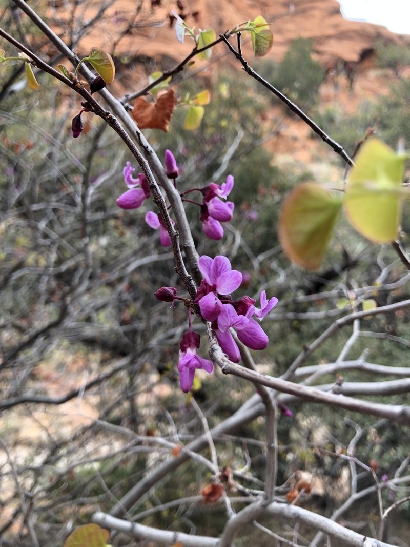 California Redbud photo 7