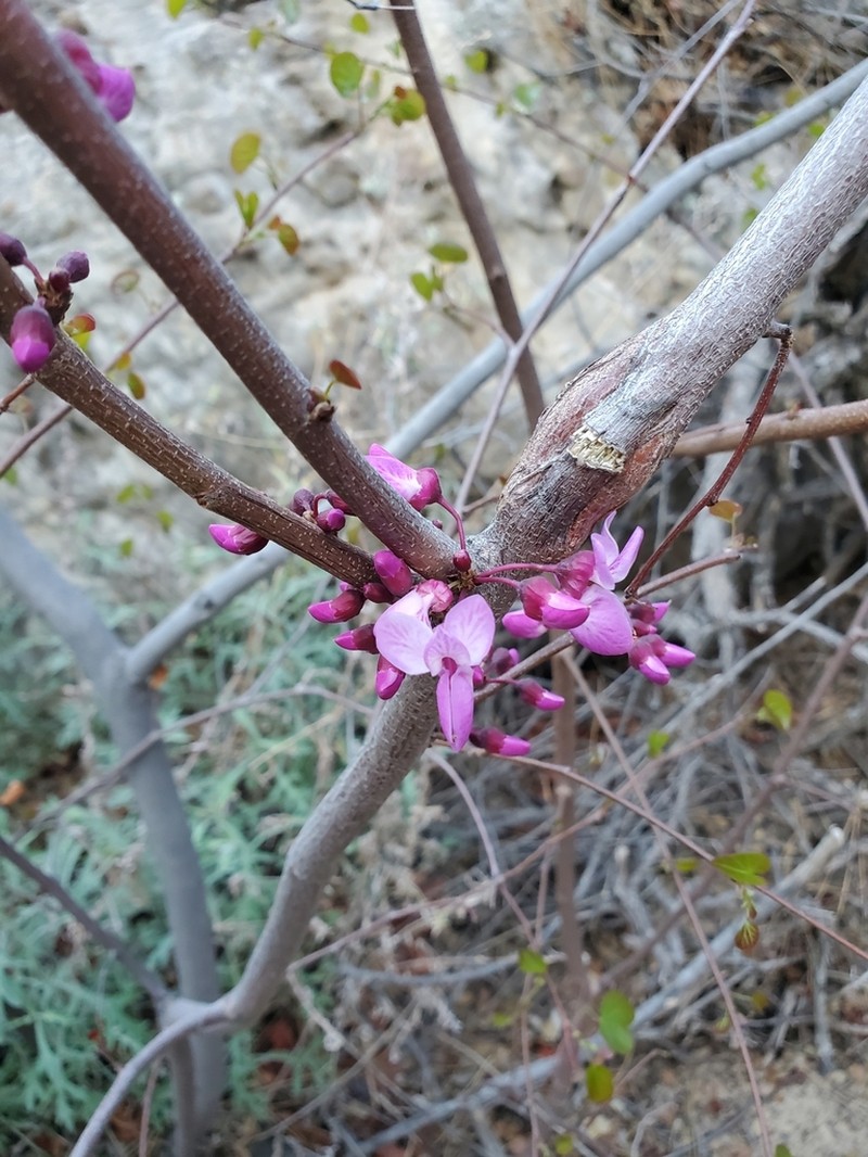 California Redbud photo 8