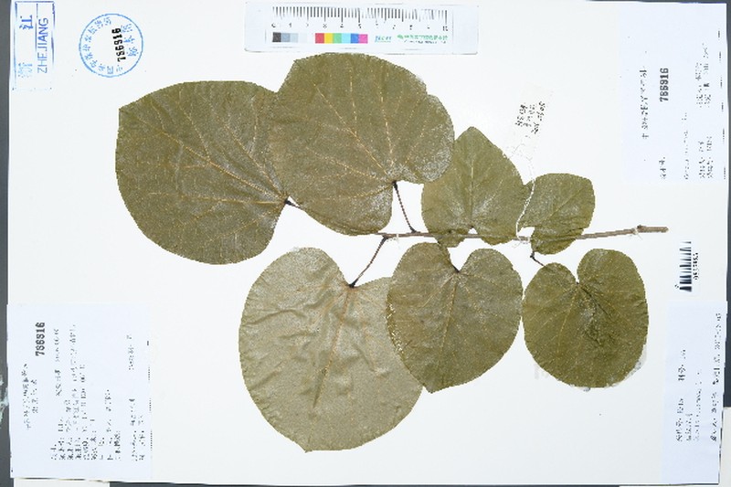 Cercis racemosa