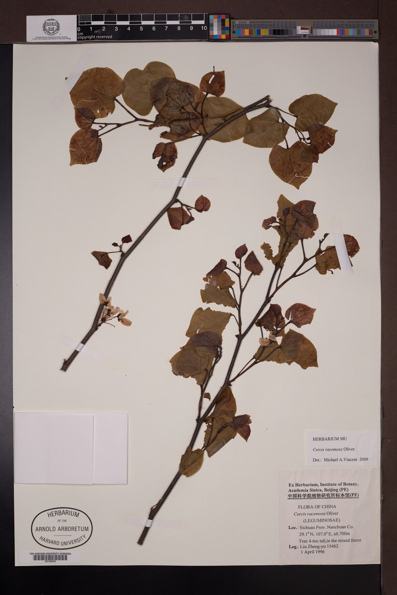 Cercis racemosa photo 2